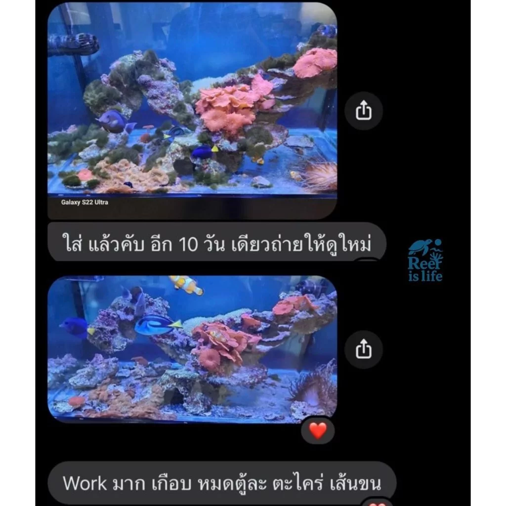 Remove Algae น้ำยากำจัดตระไคร่ สำหรับตู้ปลาทะเล thumbnail 9