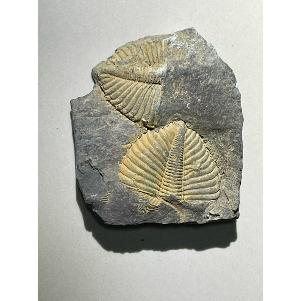 🪨 ไทรโลไบต์ (Trilobite Fossil) – ซากดึกดำบรรพ์กว่า 500 ล้านปี ของสะสมหายาก สำหรับผู้รักประวัติศาสตร์