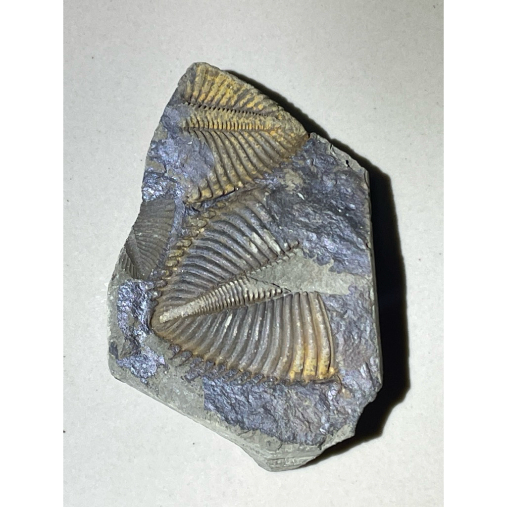 🪨 ไทรโลไบต์ (Trilobite Fossil) – ซากดึกดำบรรพ์กว่า 500 ล้านปี ของสะสมหายาก สำหรับผู้รักประวัติศาสตร์