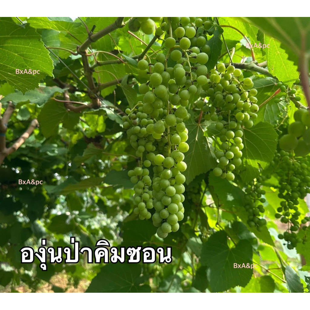 องุ่นป่าคิมซอลกิ่งตอนพร้อมส่ง