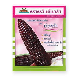 เมล็ดข้าวโพดข้าวเหนียว ม่วงก่ำ ตราตะวันต้นกล้า ขนาด500กรัม เ…