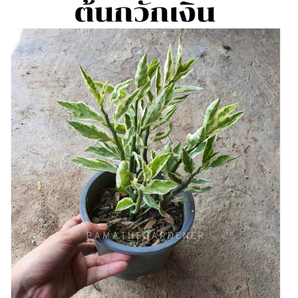 มุมมอง 2