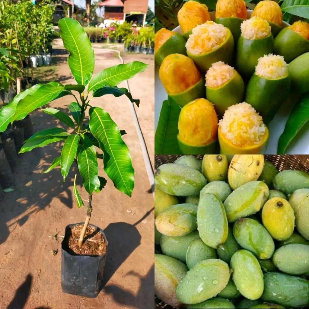 ต้นมะม่วง พันธุ์กะล่อนทอง มะม่วงโบราณ ต้นเสียบยอด สูง 80-100 ซม.