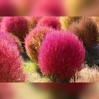 หญ้ากอเซีย 100 เมล็ด​ สี​เขียว สีแดง เมล็ดหญ้ากอเซีย
