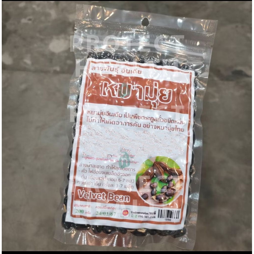 Velvet Bean  200g หมามุ่ย หมามุ่ยอินเดีย ถั่วหมามุ่ย สายพันธุ์ อินเดีย Indian Velvet Bean