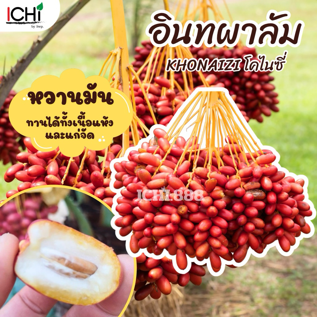 อินทผาลัมสด โคไนซี่/อัมเอ็ดดาฮาล/บาฮี หวานฉ่ำ