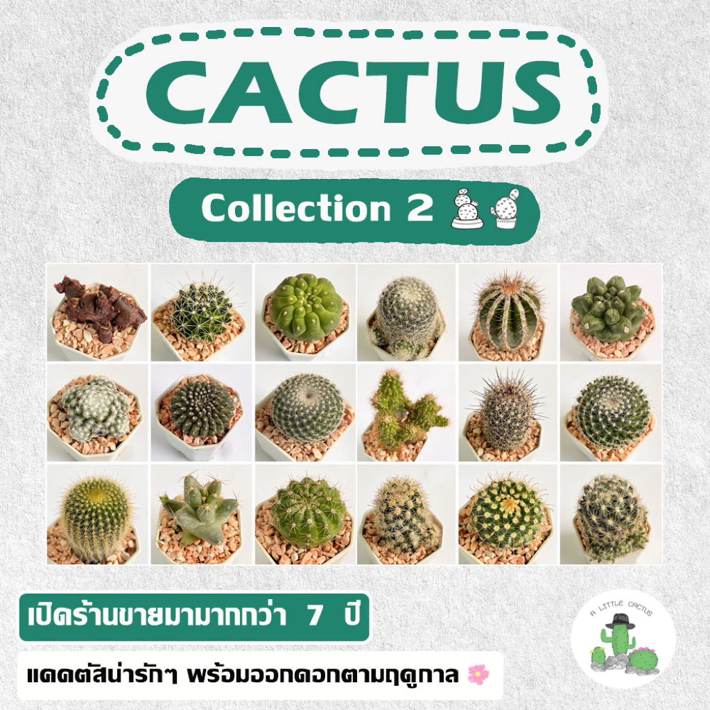 🌵 A Little cactus🌵| Collection 2 [ ซื้อ 10 ฟรี 1 ]แคคตัส กระบองเพชร กระถาง 2 นิ้ว