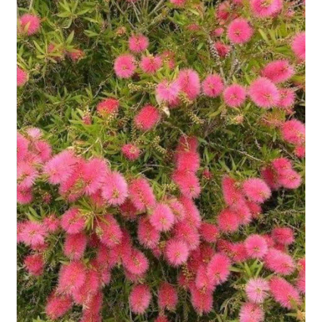 ต้นแปรงล้างขวดสีชมพู1ต้นถุงดำ ต้นเล็ก ไม้ประดับหาชมยาก