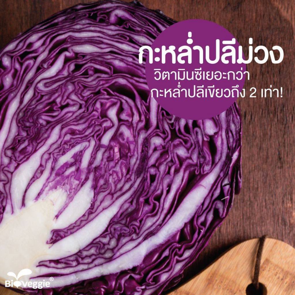 กะหล่ำปลีม่วง เมล็ดพันธุ์คัดมือ 20 เมล็ด เมล็ดพันธุ์คุณภาพดี อัตรางอกสูง โตไว Purple cabbage [10 แถม 1 คละได้] - รูปที่ 3