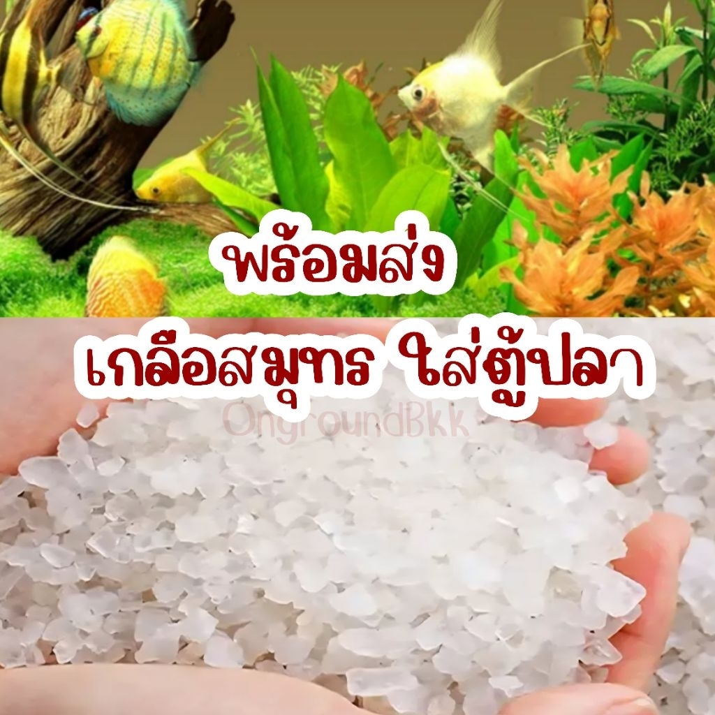 ⛵️พร้อมส่ง เกลือสมุทร เกลือใส่ตู้ปลา เกลือเกล็ด  เกลือบ่อปลา เกลือธรรมชาติ100% เกลือรักษาปลา เกลือฆ่าเชื้อโรค เกลือเม็ด