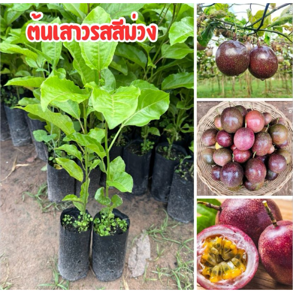 ต้นเสาวรสสีม่วง  ชุด4ต้น80บาท ต้นพร้อมปลูก พร้อมส่ง