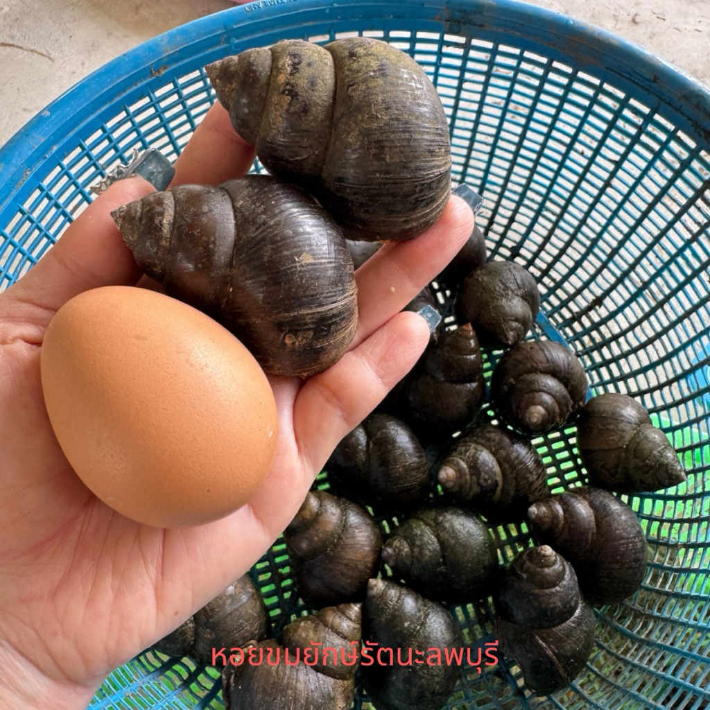 หอยขมยักษ์รัตนะ ลพบุรี พร้อมส่ง