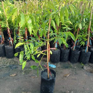 🌿ต้นสะเดามันทวายเสียบยอด🌿ต้นสูงประมาณ 60 ถึง 70 เซนติเมตรพร้อมปลูก
