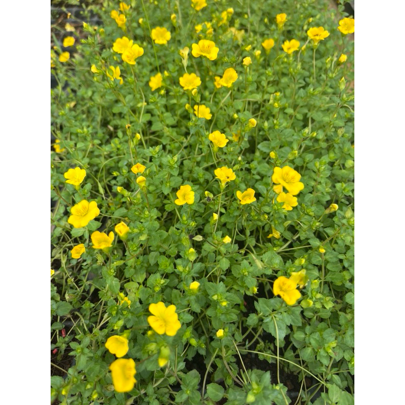 🪴ต้นกล้าแม็คคาโดเนียน🌻ดอกเหลือง🌼เลื้อย👉ทานได้