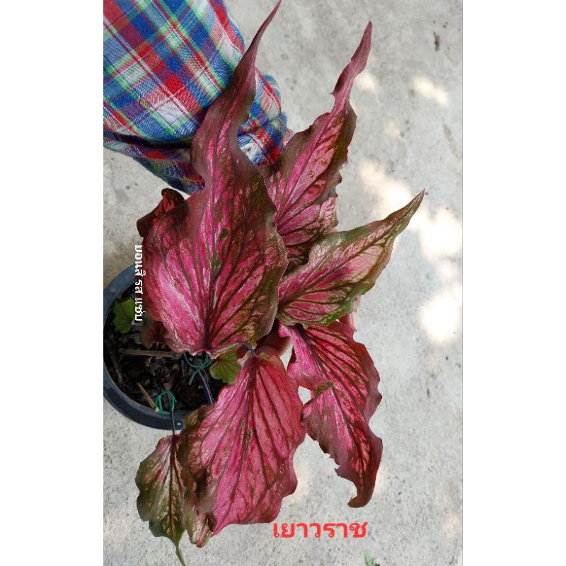 ต้นบอนสีเยาวราช เป็นบอนเก่าใบยาวตับถนน แตกกอเก่งยิ่งเลี้ยงยิ่งกัดสีชมพูสวย