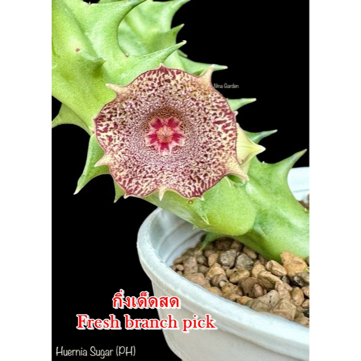 เก๋งจีน Huernia Sugar (PH) *กิ่งเด็ดสด* แคคตัส ไม้อวบน้ำ Cactus and Succulent