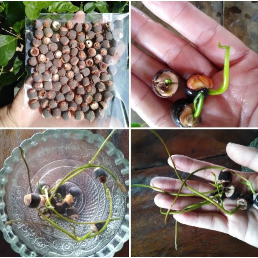 [ถุง10เม็ด]เม็ดพันธุ์บัวหลวง ตัดเปลือกช่วยงอก ดอกสีชมพู แช่น้ำ 3 วัน งอก 99% (เมล็ดใช้เพาะปลูก)