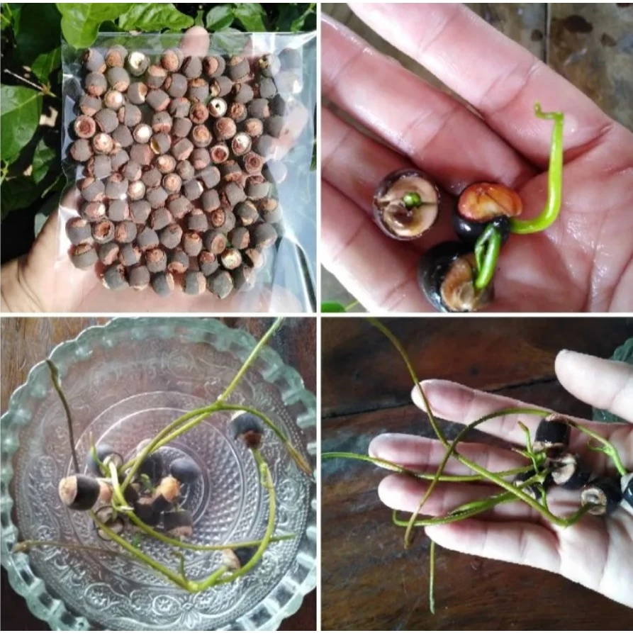 [ถุง10เม็ด]เม็ดพันธุ์บัวหลวง ตัดเปลือกช่วยงอก ดอกสีชมพู แช่น้ำ 3 วัน งอก 99% (เมล็ดใช้เพาะปลูก)