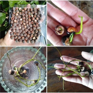 [ถุง10เม็ด]เม็ดพันธุ์บัวหลวง ตัดเปลือกช่วยงอก ดอกสีชมพู แช่น้ำ 3 วัน งอก 99% (เมล็ดใช้เพาะปลูก)
