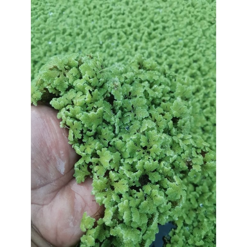 แหนแดง​ พืชน้ำมหัศจรรย์​ บรรจุ​ 500 กรัม