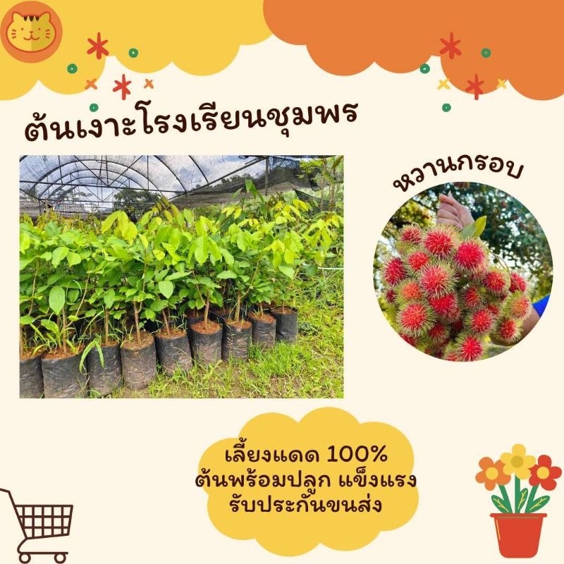 ต้นเงาะโรงเรียน พันธุ์ดีของชุมพร หวานกรอบ
