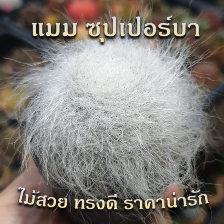 แมมซุปเปอร์บา Mammillaria Hahniana Superba แคคตัส กระบองเพชร cactus&succulent