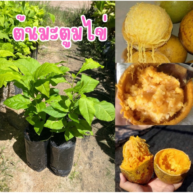 🌳มะตูมบ้านหรือมะตูมไข่(ชุด4ต้น80บาท) ผลสุกเนื้อด้านในมีสีเหลือง กลิ่นหอม และมีรสหวาน ใช้รับประทานเป็นผลไม้พื้นบ้าน