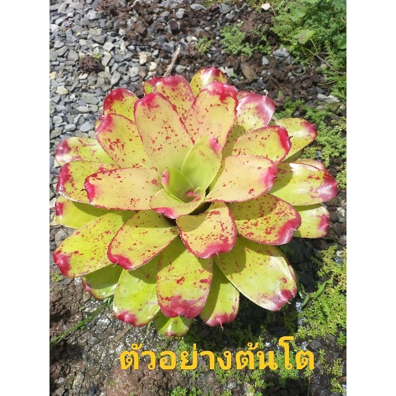 สับปะรดสี Neo.Valentim day's ( ต้นขนาดเล็ก จัดส่งแบบถอดกระถาง)