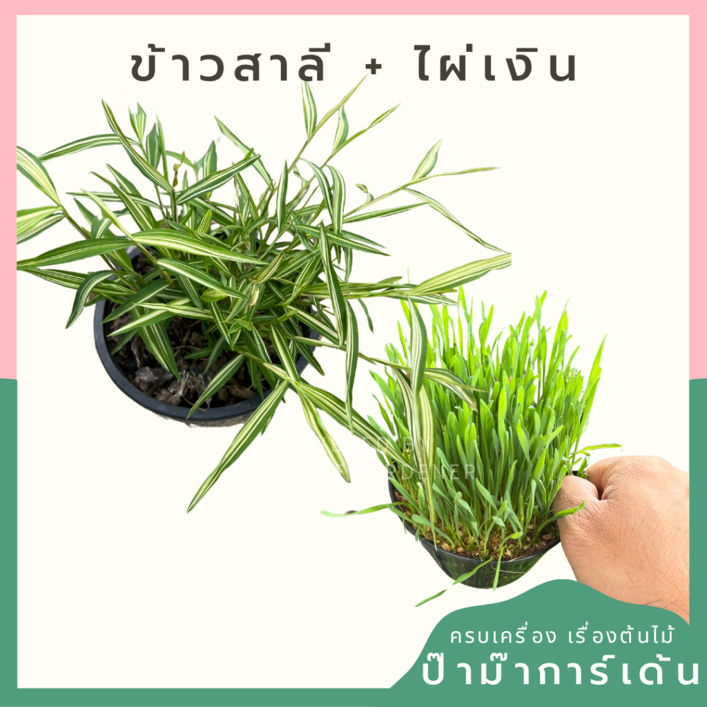 แพ็คคู่ ข้าวสาลี และ ไผ่เงิน พร้อมให้น้องหมาน้องแมวทาน