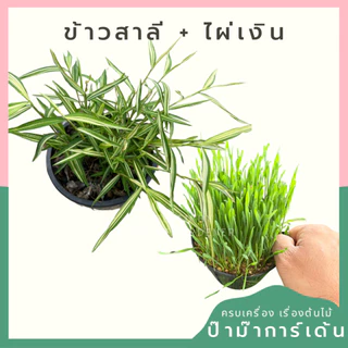 แพ็คคู่ ข้าวสาลี และ ไผ่เงิน พร้อมให้น้องหมาน้องแมวทาน