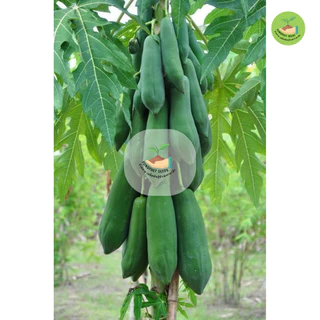 9 บาท เมล็ดมะละกอแขกดำ บรรจุ 20 เมล็ด