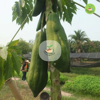 9 บาท เมล็ดมะละกอแขกดำ บรรจุ 20 เมล็ด