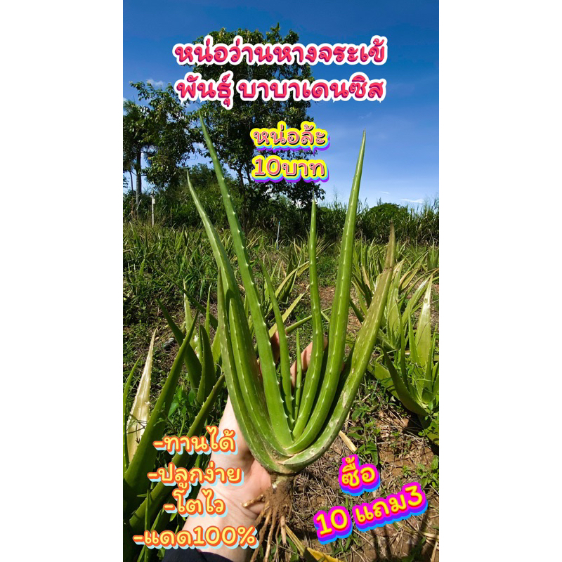 หน่อว่านหางจระเข้ พันธุ์บาบาเดนซิส – โปรปัง