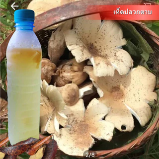 เชื้อเห็ดปลวกตาบ เห็ดโคน (ส่งทุกวัน) ดอกใหญ่ หวาน เชื้อเดินดีพร้อมปลูก 600มล สูตรเฉพาะ โอกาสเกิดสูง