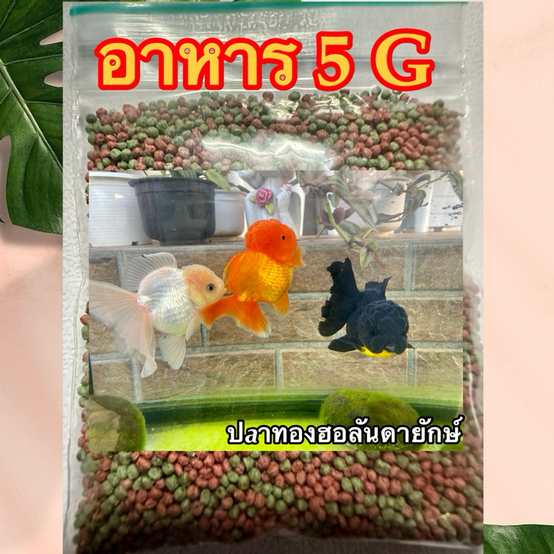 อาหารสำหรับปลา & ปลาทองฮอลันดายักษ์ size 3” (แถมอาหารปลาอีก5กรัม)