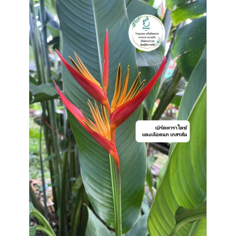 เบิร์ดพาราไดซ์🌷🌷 (ดอกสีแดงเลือดนก เกสรสีส้ม)Bird of paradise