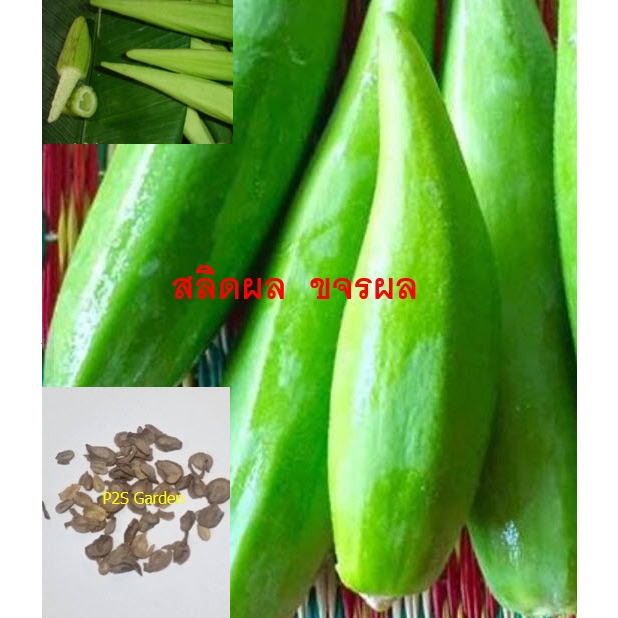 เมล็ดพันธุ์ สลิดผล ขจรผล ซองละ 30 เม็ด สลิดกินผล Cowslip creeper
