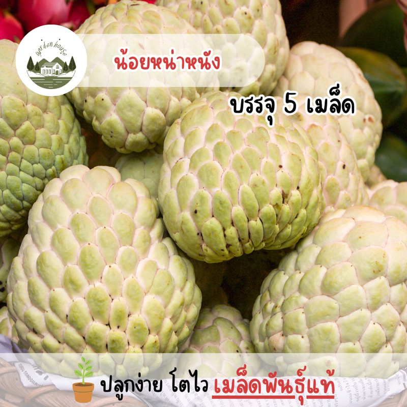 ราคาถูก น้อยหน่าหนัง 5 เมล็ด