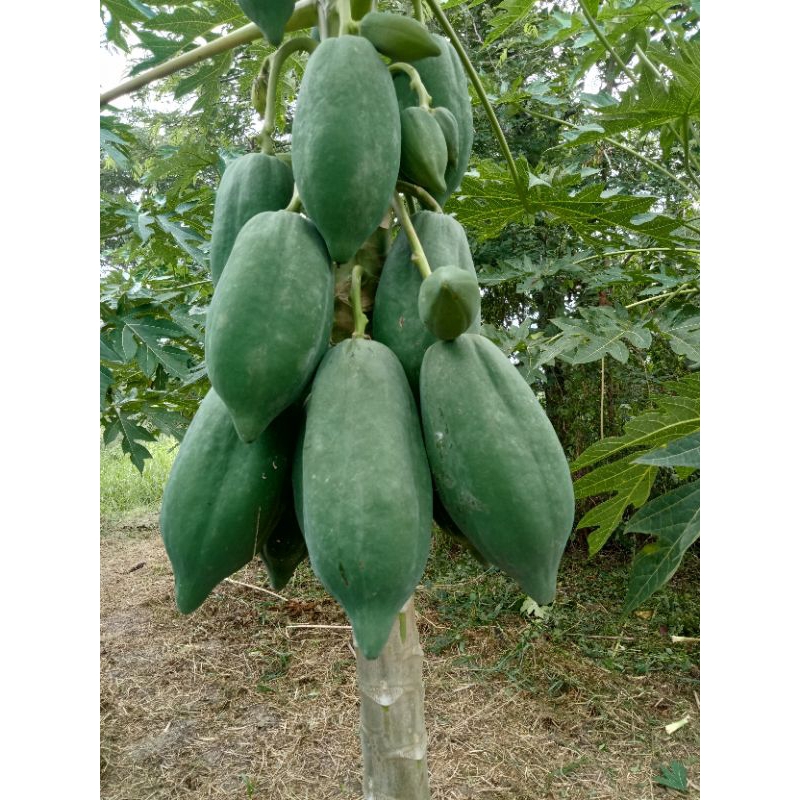 มะละกอดิบลูกละ39บ(.0.8กรัม-1.2กรัม)