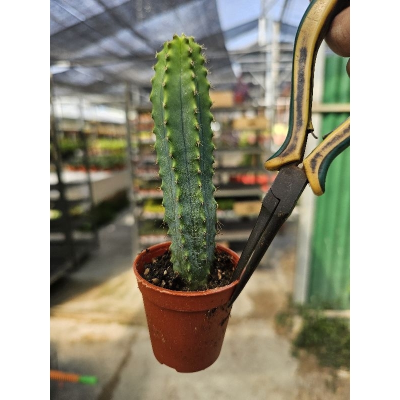 อริสเทอโรบลูซิทริลิส