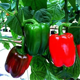 100 เมล็ด เมล็ดพันธุ์ พริกหวาน เมล็ดคละสี สีแดง สีส้ม สีเขียว