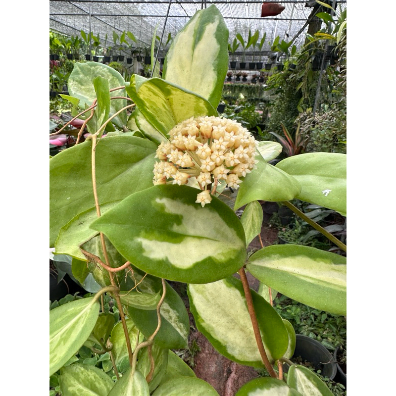HOYA INCRASSATA Var โฮย่าอินคลาสต้า ใบด่าง ดอกมีกลิ่นหอม ออกดอกได้ตลอดทั้งปี เลี้ยงง่าย