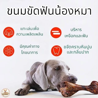 กระดูกสุนัขแทะ กระดูกข้อขาวัว แท้ 100% ขนมขัดฟันสุนัข มี 2 ขนาด (M 80-120 g) (L 120-150 g)