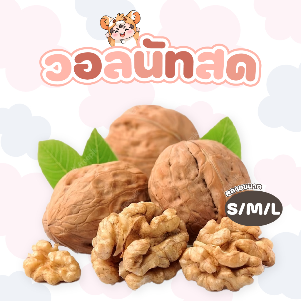 [สินค้าใหม่] วอลนัทสด ขนมสำหรับสัตว์เล็กและสัตว์ฟันแทะทุกชนิด แทะได้ ทานได้ เป็นแหล่งโปรตีน ลับฟันได้