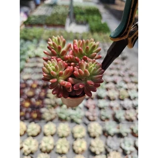 Sedum rubrotinctum Jelly been ด่างแดงเข้าใหม่สวยๆจ้า