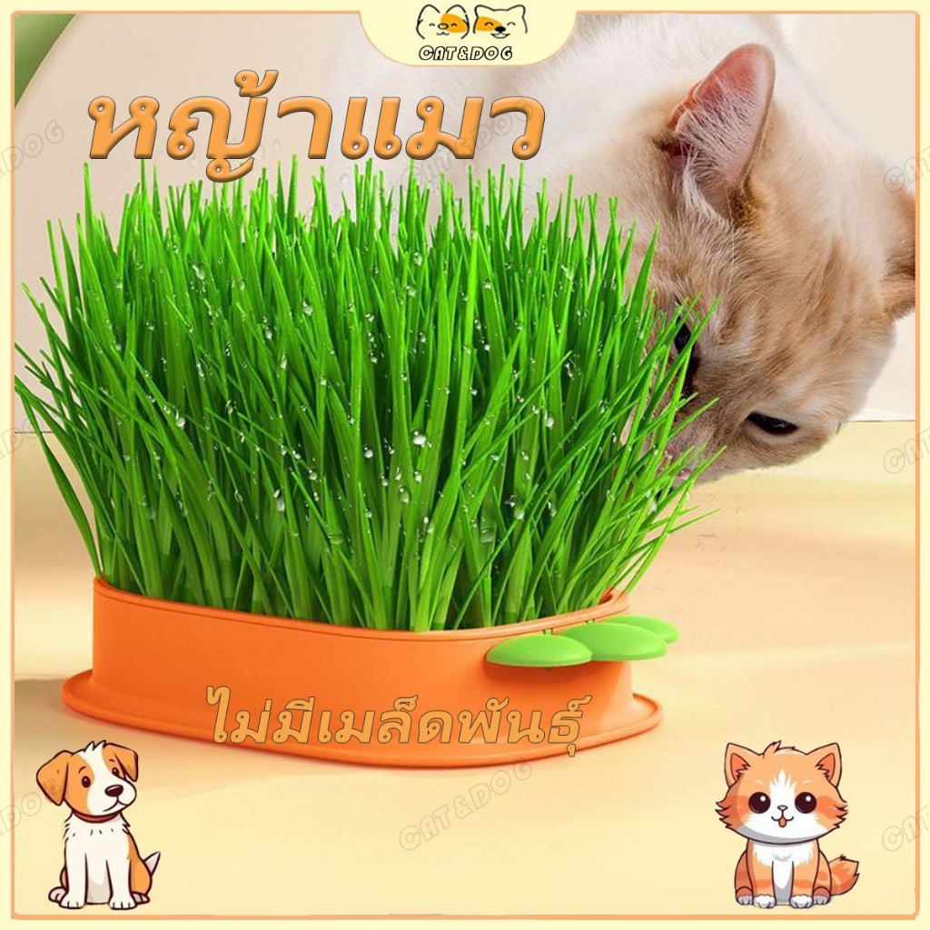 【CAT&DOG】การปลูกข้าวสาลีแมว, ข้าวสาลี, แมว, หญ้าแมว, ถาดแมวต้นกล้า