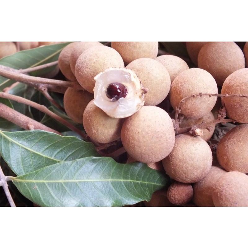 ต้นพันธุ์ ลำไย Longan ในถุงดำพร้อมปลูก 29บาท รสชาติหวาน  เนื้อหนาและแน่น  ลำไยเพาะเมล็ด ทนแล้ง