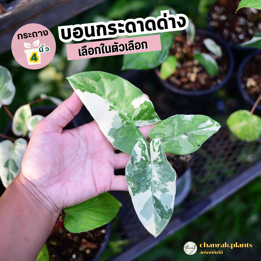 บอนกระดาดด่าง กระถาง 4 นิ้ว เลือกต้นในตัวเลือก