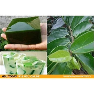 ต้นเยลลี่ ต้นเยลลี่เขียว cincau กิ่งตอนชำ กระถาง5"