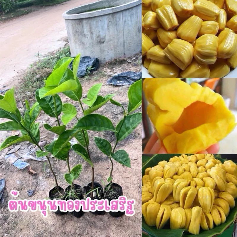 🌳ขนุนทองประเสริฐ ขั้นต่ำ2ต้น ต้นละ15บาท เป็นขนุนพันธุ์ดี ที่นิยมกันมาก ครองตลาดเหนียวแน่น